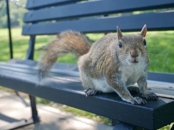 Close-up of squirrel sitting on bench