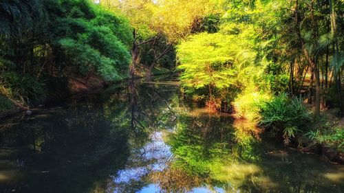 Scenic view of lake amidst trees in forest