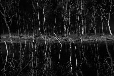 Close-up of reflection of bare trees in lake