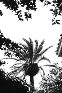 Low angle view of palm tree against clear sky