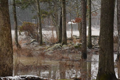 Trees by lake in forest during winter