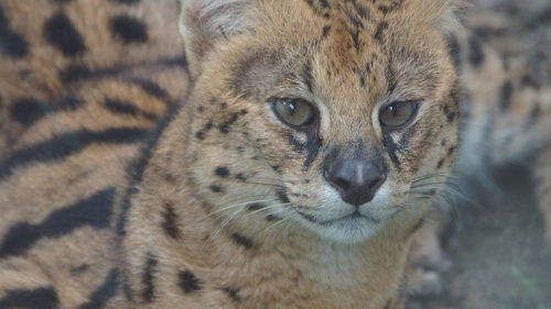 Close-up of a cat looking away