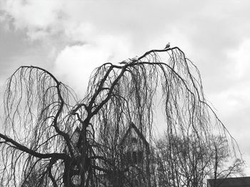 Low angle view of bare tree against sky