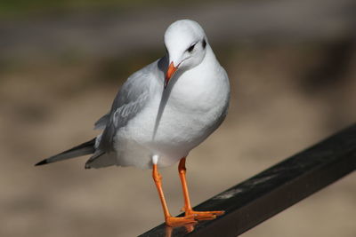 Close-up of bird perching on water