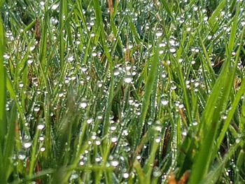 Close-up of wet plant leaves during rainy season