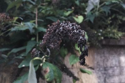 Close-up of insect on plant