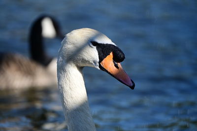 Close-up of swan swimming in lake