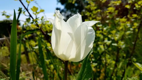 Close-up of white flowering plant