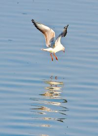 Close-up of bird flying over lake