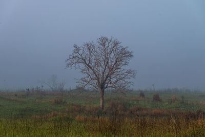 Tree on field against sky