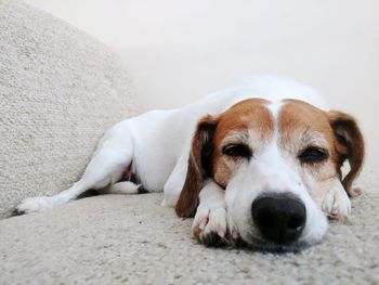 Close-up portrait of dog