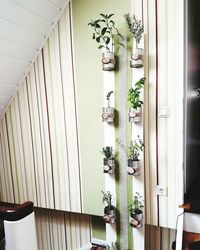 Potted plants on table at home