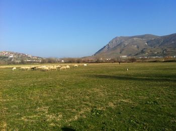 Scenic view of grassy field against clear sky