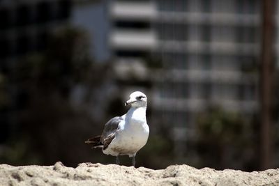 Close-up of bird perching outdoors