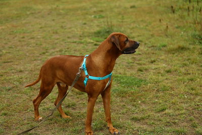 Dog looking away on field