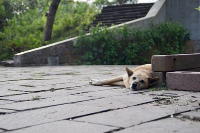 Close-up of dog on footpath