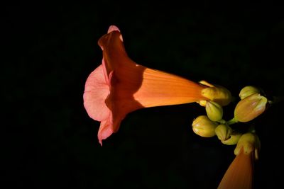 Close-up of day lily blooming against black background