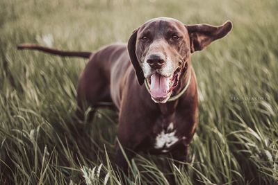 Portrait of dog on field