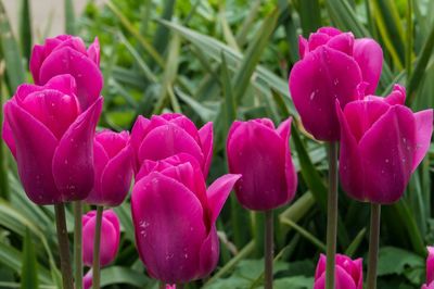 Close-up of pink flower