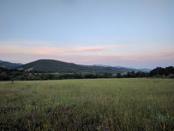 Scenic view of field against sky during sunset