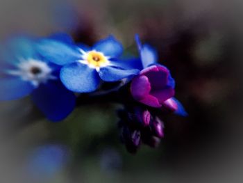 Close-up of purple flowers