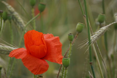 Close-up of red poppy flower