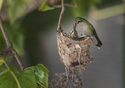 Close-up of bird perching on branch