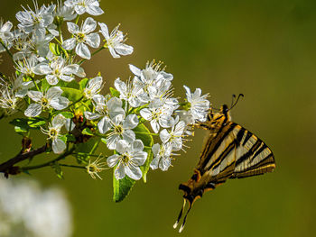 animal wildlife