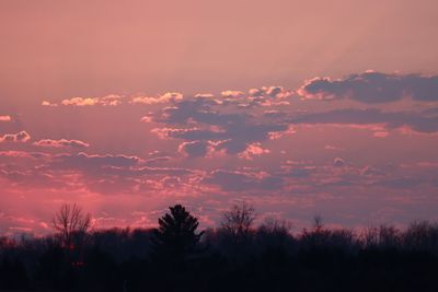 Low angle view of silhouette trees against sky during sunset