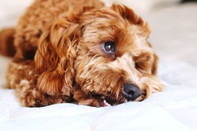 Close-up portrait of dog lying on bed