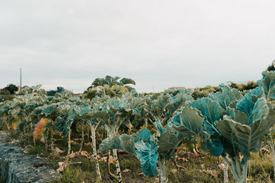 Plants on field against sky