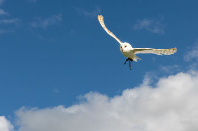 Low angle view of owl flying against cloudy sky