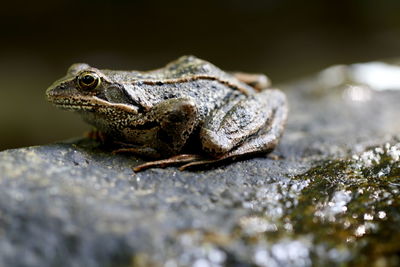 Close-up of lizard