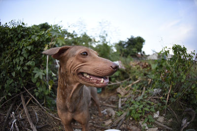 Stray puppy unattended living in the open wood tending