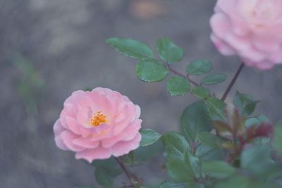 Close-up of pink flower