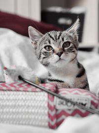 Close-up portrait of cat on bed at home