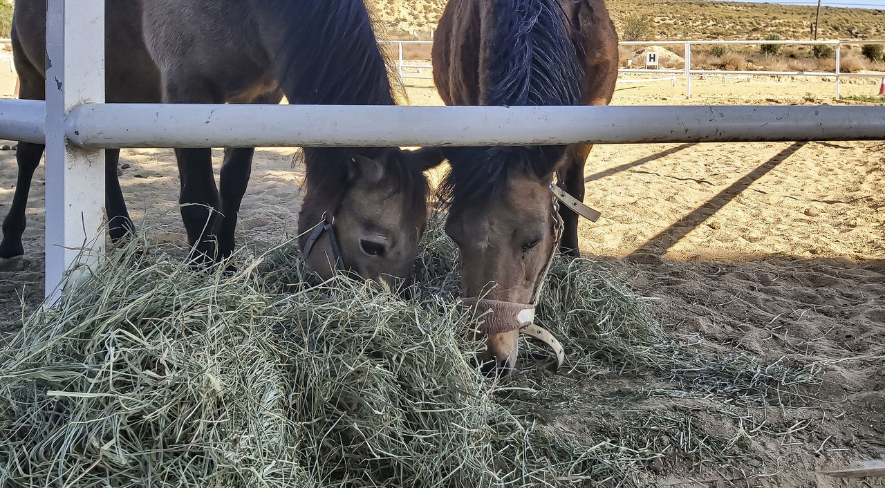 animal, animal themes, mammal, domestic animals, livestock, pet, horse, fence, group of animals, day, farm, nature, animal wildlife, hay, herbivorous, agriculture, field, two animals, land, no people, plant, sunlight, cattle, standing, outdoors, animal pen, ranch, grass, animal body part