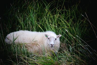 Sheep on grassy field