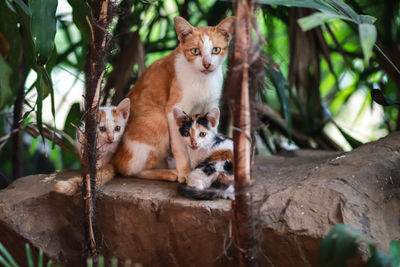 Portrait of two cats sitting on tree