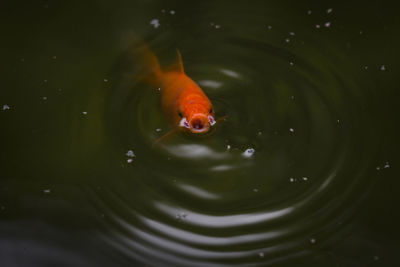 Close-up of fish swimming in water