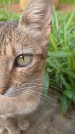 Close-up of a cat looking away