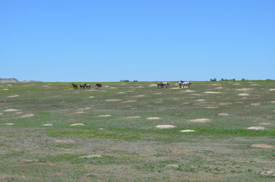 Scenic view of field against clear sky