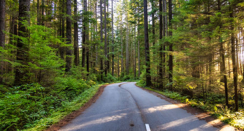 Country road amidst trees in forest