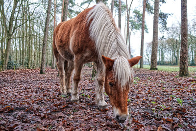 Horse standing on field during autumn