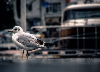 Seagull flying over white background