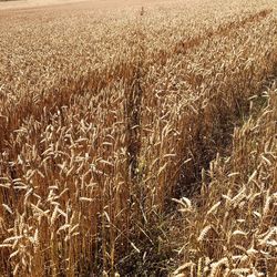 View of wheat field