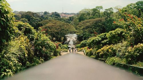 Walkway amidst trees against sky