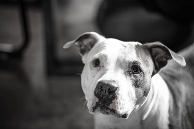 pet
