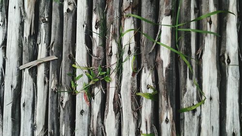 Full frame shot of bamboo plants