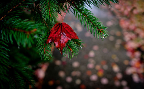 Close-up of red leaves on branch